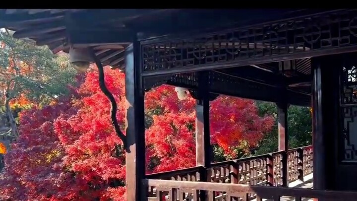 So he wrote: Fallen petals are not heartless, they turn into spring mud to protect flowers [Gong Ziz