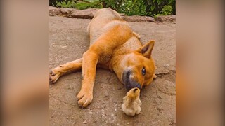 Cưng quá đi à | MYPET