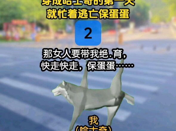 《木棉二哈》第2集