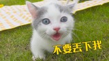 小奶猫第一次出门，粘着主人不肯走，太可爱了！