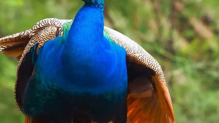 peacock