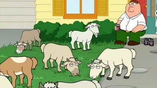 Family Guy: In order to save ten dollars to mow the lawn, Pete bought a large number of sheep to eat