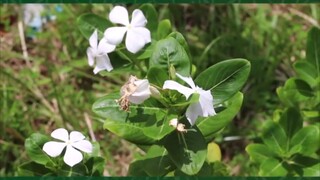 নয়ন তারা গাছ এর উপকারিতা