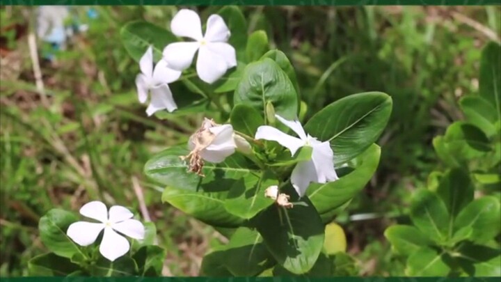 নয়ন তারা গাছ এর উপকারিতা