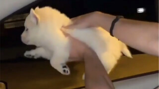 หมา: ฉันบินได้ยังไงเนี่ย? ต้องดูสำหรับคนแกร่ง! คอลเลคชั่นลูกสุนัขน่ารัก! awsl