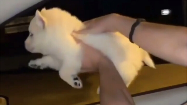 Dog: How did I fly? A must-see for tough guys! Cute puppy collection! awsl