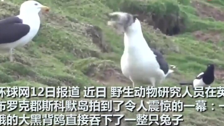 مشهد مخيف! صقر بريطاني جائع يبتلع أرنبًا حيًا بالكامل