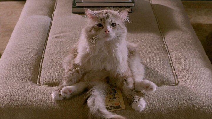 【宇哥】男子摔成植物人，和猫咪互换身躯体验猫生，有趣了《九条命》