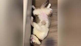 Sau mấy tháng bệnh thì hôm nay mới được tắm thơm bóng bẩy mượt mà đẹp trai 😌 cat catsoftiktok guongmattretho onhavanvui