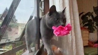 Mèo cưng của bạn đã từng tặng bạn món đồ thú vị nào chưa nhỉ