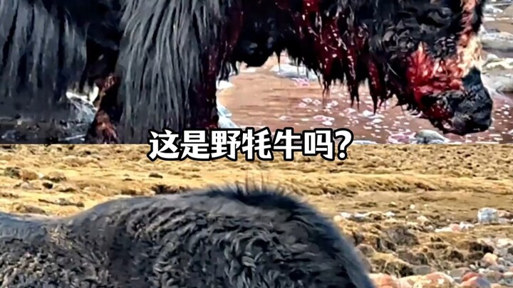 Going solo to take down this creature? That’d take some serious guts!