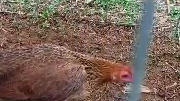 Breeding pullet Golden boy Sweater