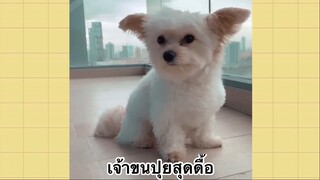 เพื่อนตัวน้อย สัตว์เลี้ยงแสนซน : เจ้าขนปุยสุดดื้อ