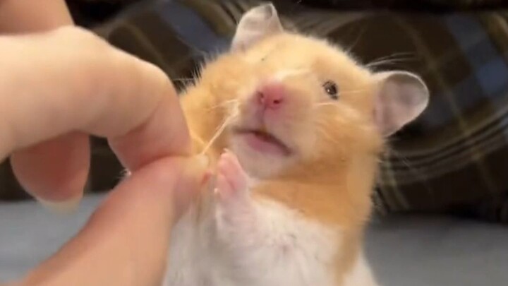 Mengapa hamster memakan kotorannya sendiri?
