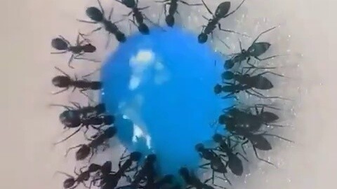 Semut meminum air gula (pantatnya membiru)