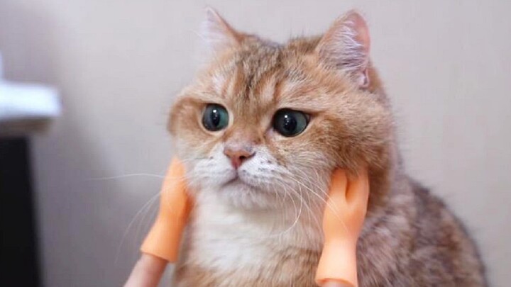 A pair of magical little hands made the cute cat silly