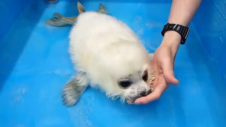 Bayi macan tutul mochi yang lucu!