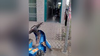 Lại là gia đình em đây mn ạ. sáng con lại đưa em đi làm ạ pet pets chó_cưng chó chócute yeucho yeuchomeo yeudongvat