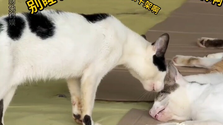 Little cat, don’t join the fun anymore.