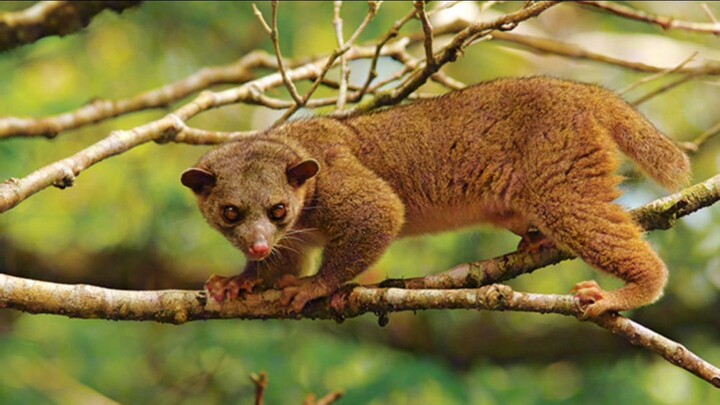 fakta unik Kinkajou