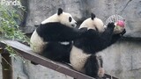 Panda yang Suka Makan dengan Kepintaran Tanpa Batas