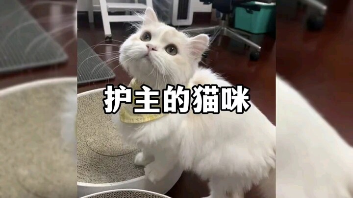 "Kucing gagah melindungi tuannya, tuan jangan takut, kucing datang melindungimu!"