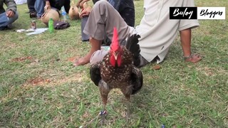 MANOK NA MAHILIG TUMAWA ?