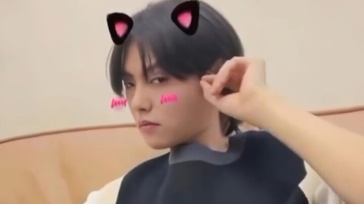 น้องหมากับน้องแมว