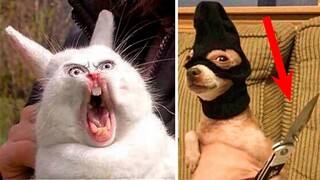 Funniest Animals Videos Of Cats😹 & Dogs🐶 That Will Make You Pee Your Pants
