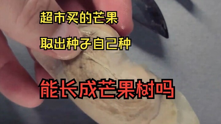 超市里买的芒果，取出种子自己种可以长成芒果树吗？