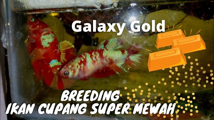 Breeding Ikan Cupang MEWAH❗serian Nemo Galaxy Gold❗bikin silau mata KANDA