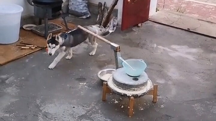 “No dog food is free.”