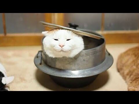 Kucing Planet Bumi Paling KOPLAK // TAHAN TAWA 3 menit