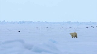 Polar Bear Hindi Short Documentary