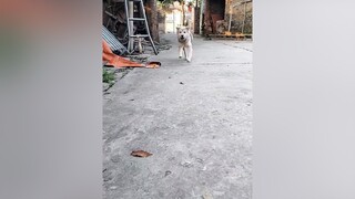 Bông xinh mà nghịch lắm luôn...cunyeucuadua yeucho yeuchomeo cún cúncon chó chómèo chócon chókhôn yeuchomeo chócute pet dog dogsoftiktok