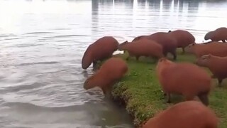 Just in case someone hasn't seen the capybara getting into the water.