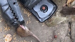 这老鼠打得太狠了！