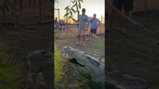 DAMN!! That CRUNCH! #crocodile #australia #fyp #wildlife #crush #bite #zoo #crocs #crazy #mattwright