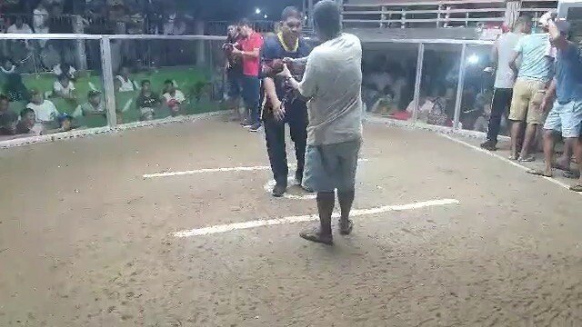 3 cock derby