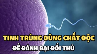 Tinh trùng dùng chất độc để đánh bại đối thủ | Bạn có biết?