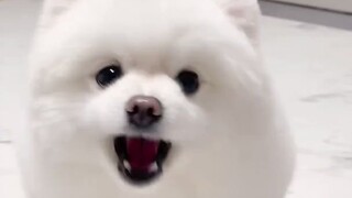 A dog who logically and convincingly explains why it wants to eat sweet potatoes, hahaha