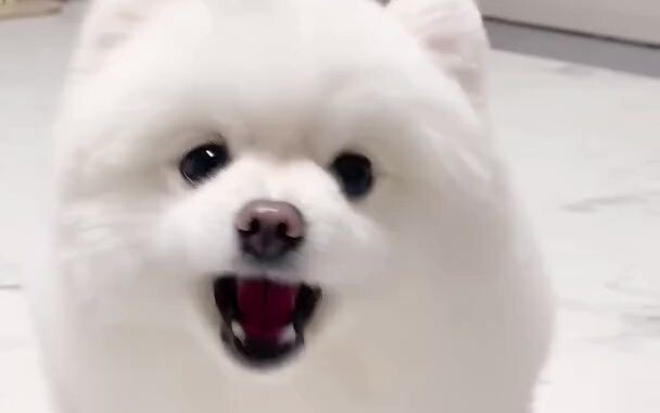 想吃红薯有理有据地说明的狗狗hhh