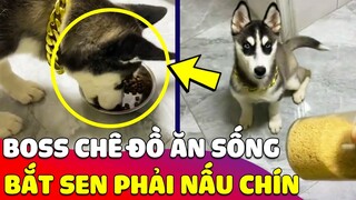 Con Sen bất lực nuôi phải Boss CỰC KĨ TÍNH, đồ phải qua SƠ CHẾ đúng quy trình mới chịu ăn 😎 Gâu Đần