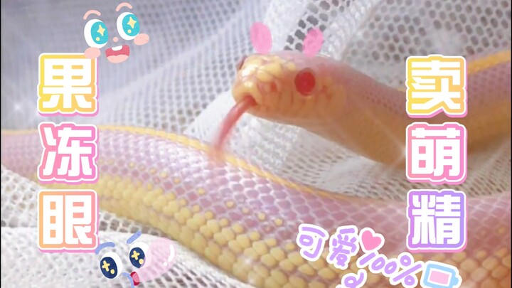 [Adorable Daily Life of the Albino King Snake] Pink Noodle is back in action! This cute little snake