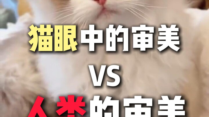 Aesthetic in a Cat’s Eyes vs. Human Aesthetics