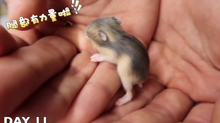 【محتوى مليء بالمحبة والجمال】هامستر صغير من الولادة حتى سن المراهقة