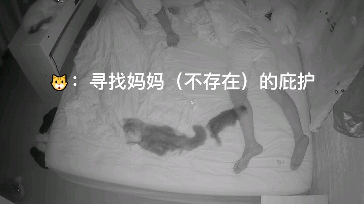 当你睡了以后猫猫在干嘛——离谱篇