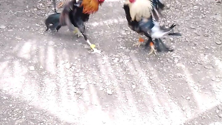 pangalwa sa tatlo