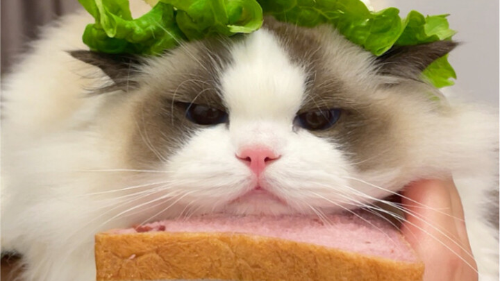 Saya akan mentraktir Anda sandwich kucing cemberut dua lapis～