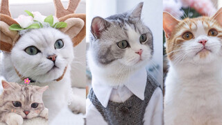 [Animals]Cats play roles in Love and Producer
